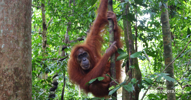 Orangutanes en peligro de extinción